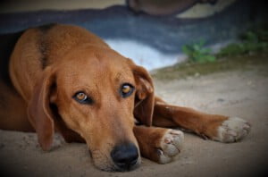 Como saber se o cachorro está doente ou com dor