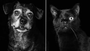 Cães e gatos pretos são mais rejeitados para adoção