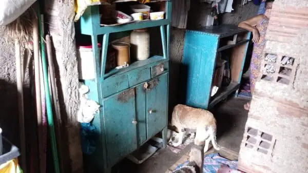Idosa procura quem adote seus mais de 20 pets: 'Não quero ver eles sem comida, no meio da rua' Idosa procura quem adota seus pets