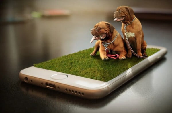 Os cachorros reconhecem vozes ao telefone?