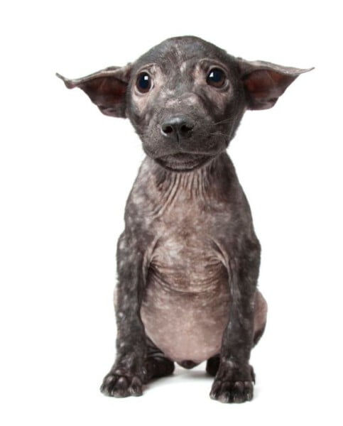 Fotógrafa clica a beleza de cães resgatados perfeitamente imperfeitos Fotógrafa clica a beleza de cães resgatados perfeitamente imperfeitos