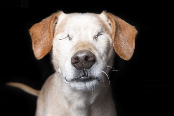 Fotógrafa clica a beleza de cães resgatados perfeitamente imperfeitos Fotógrafa clica a beleza de cães resgatados perfeitamente imperfeitos