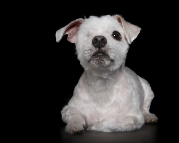 Fotógrafa clica a beleza de cães resgatados perfeitamente imperfeitos