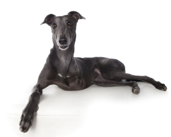 Fotógrafa clica a beleza de cães resgatados perfeitamente imperfeitos Fotógrafa clica a beleza de cães resgatados perfeitamente imperfeitos
