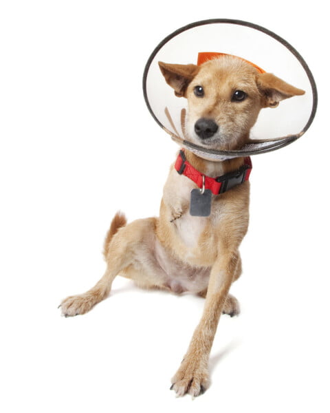 Fotógrafa clica a beleza de cães resgatados perfeitamente imperfeitos Fotógrafa clica a beleza de cães resgatados perfeitamente imperfeitos