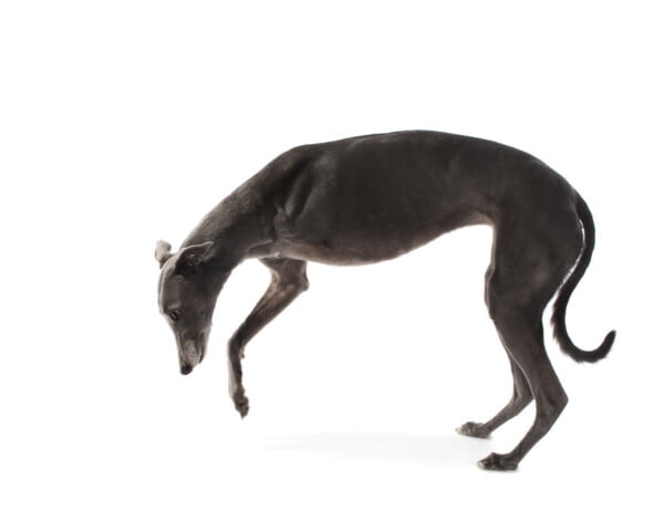 Fotógrafa clica a beleza de cães resgatados perfeitamente imperfeitos Fotógrafa clica a beleza de cães resgatados perfeitamente imperfeitos