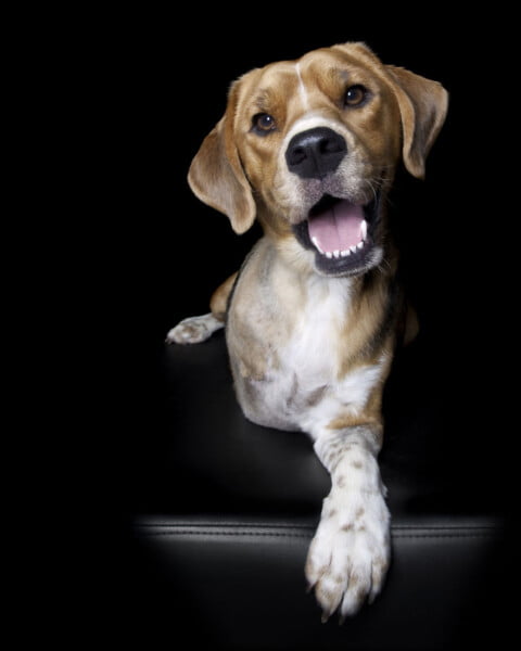 Fotógrafa clica a beleza de cães resgatados perfeitamente imperfeitos Fotógrafa clica a beleza de cães resgatados perfeitamente imperfeitos