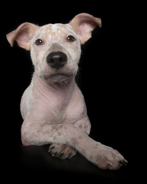 Fotógrafa clica a beleza de cães resgatados perfeitamente imperfeitos