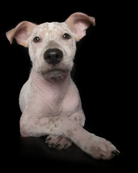 Fotógrafa clica a beleza de cães resgatados perfeitamente imperfeitos Fotógrafa clica a beleza de cães resgatados perfeitamente imperfeitos