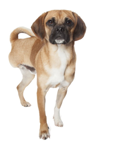 Fotógrafa clica a beleza de cães resgatados perfeitamente imperfeitos Fotógrafa clica a beleza de cães resgatados perfeitamente imperfeitos