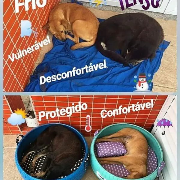 Artista transforma pneus em camas para animais abandonados Artista transforma pneus em camas para animais abandonados