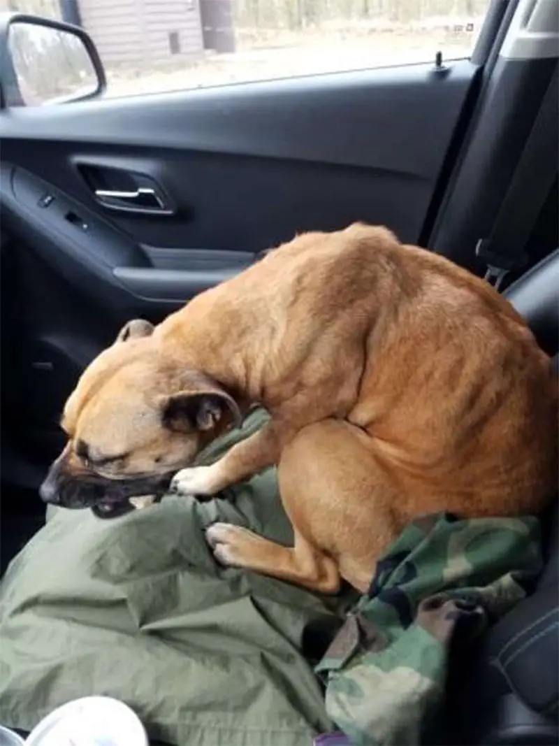 Cadela entra em carro para buscar ajuda e acaba sendo adotada Cadela entra em carro para buscar ajuda e acaba sendo adotada