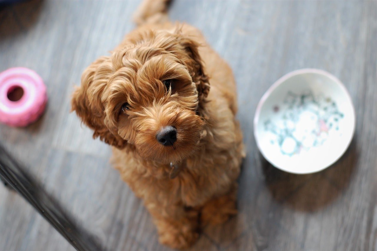 Dicas para o seu cachorro ter uma vida longa e feliz