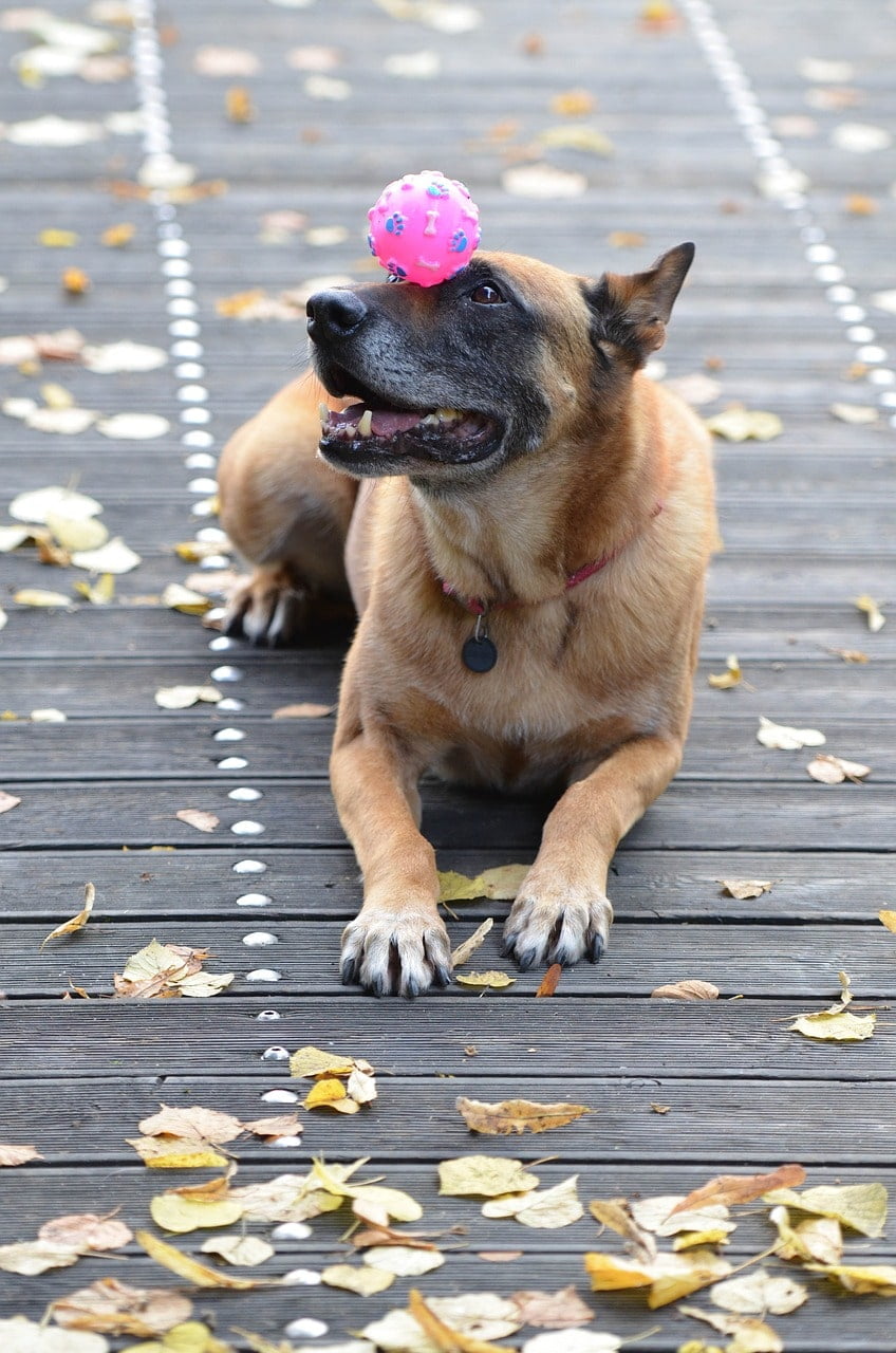 Dicas para o seu cachorro ter uma vida longa e feliz