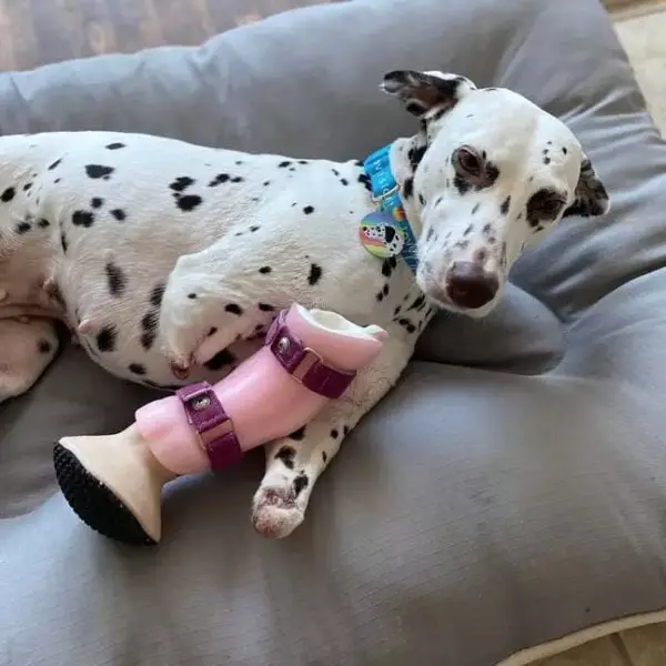 Dálmata é adotado depois de resgatado de matadouro chinês Dálmata é resgatado de matadouro chinês