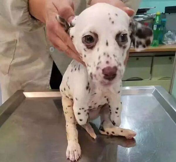Dálmata é adotado depois de resgatado de matadouro chinês Dálmata é resgatado de matadouro chinês