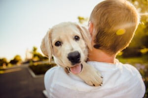 Dicas para manter os cachorros felizes