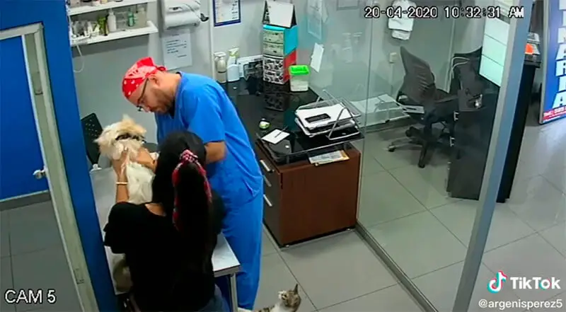 Gato defende cachorro sendo vacinado pelo veterinário Gato defende cachorro sendo vacinado pelo veterinário