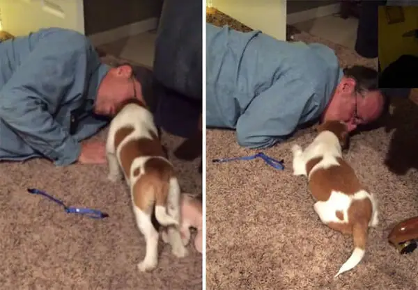 20 pais que não queriam cachorros, mas mudaram de ideia Eles não queriam cachorros – mas mudaram de ideia