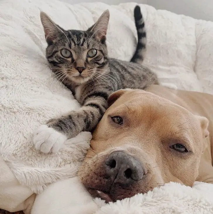 Pitbull resgatado vira melhor amigo de um gato Pitbull resgatado vira melhor amigo de um gato