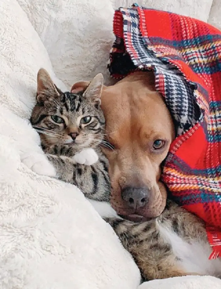 Pitbull resgatado vira melhor amigo de um gato Pitbull resgatado vira melhor amigo de um gato