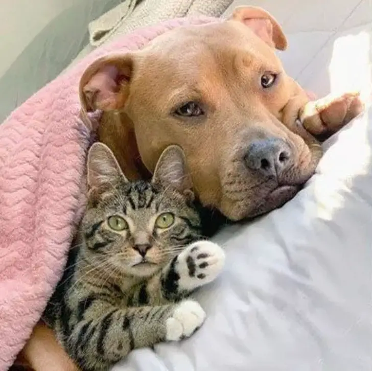 Pitbull resgatado vira melhor amigo de um gato