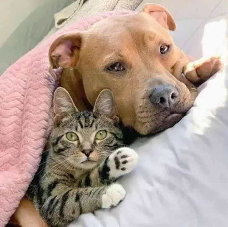 Pitbull resgatado vira melhor amigo de um gato Pitbull resgatado vira melhor amigo de um gato
