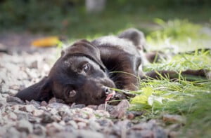 Adoção de cães: tudo o que você deve saber