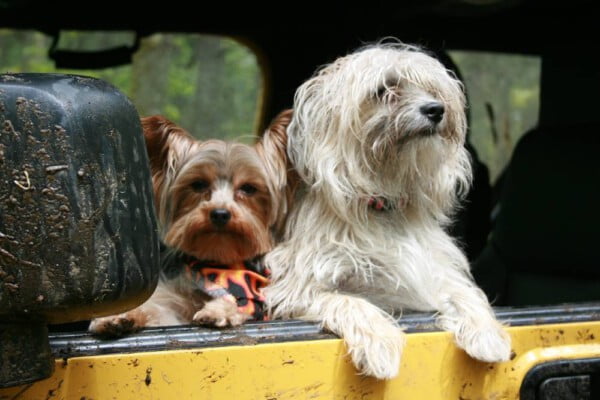 Cachorro enjoado no carro