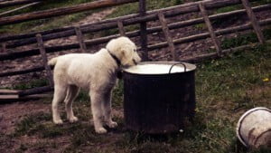 Cachorro sempre com fome: como resolver