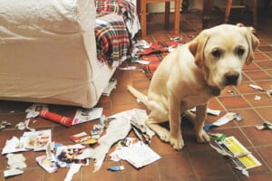 Cães que destroem tudo