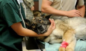 Como lidar com cachorros que tem medo do veterinário