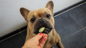 Dicas de alimentação saudável para cachorros