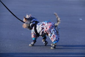 Erros na hora de cuidar dos cachorros