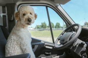 Um cachorro está preso no carro. Está calor. O que fazer?