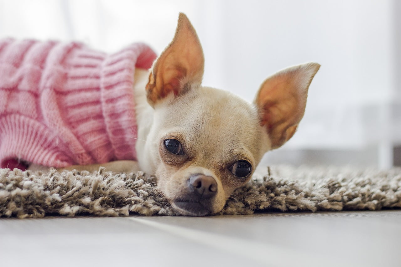 18 Coisas que você (talvez) não saiba sobre cachorros Coisas que você não sabia sobre cachorros