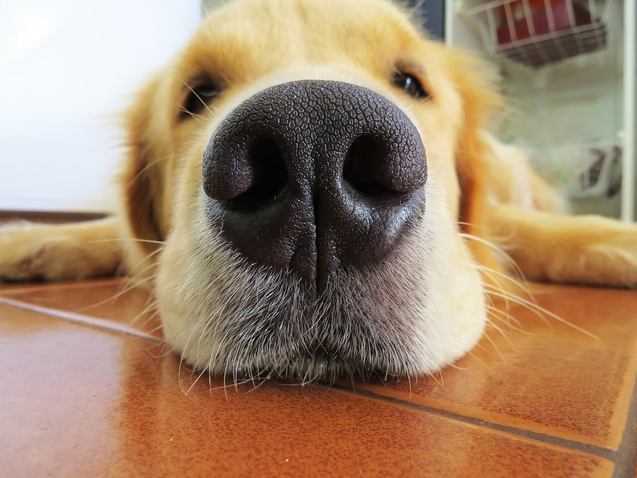 18 Coisas que você (talvez) não saiba sobre cachorros Coisas que você não sabia sobre cachorros