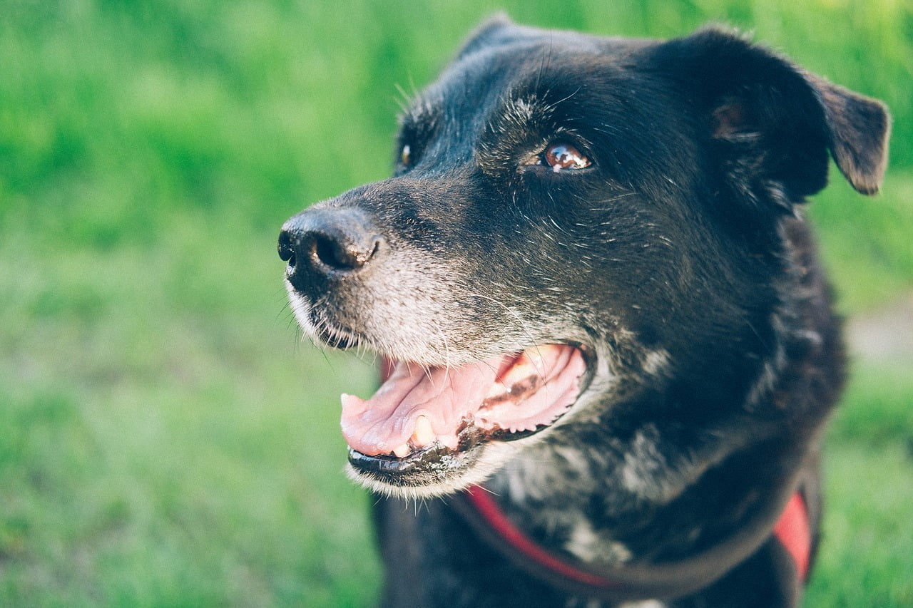 18 Coisas que você (talvez) não saiba sobre cachorros Coisas que você não sabia sobre cachorros