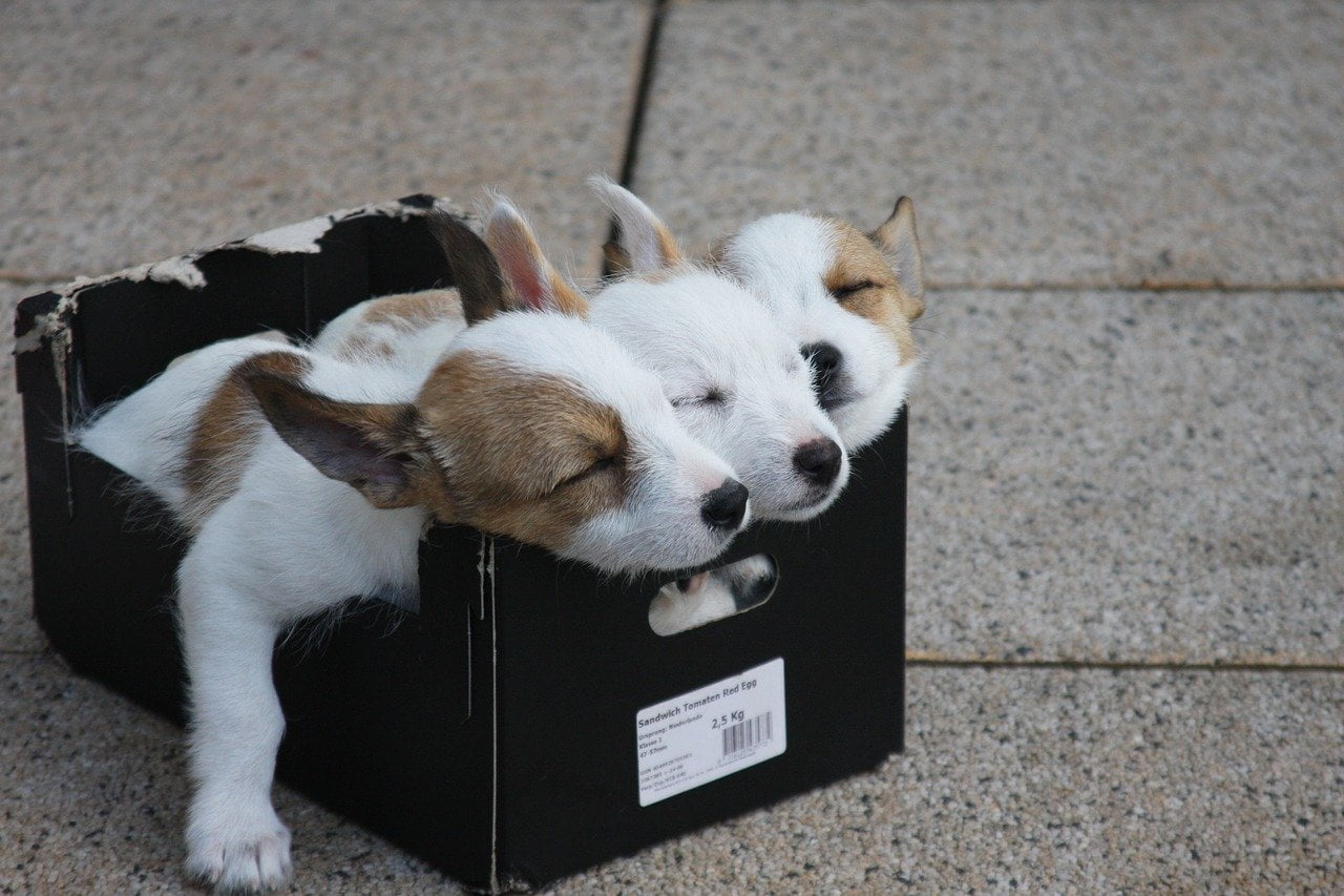 18 Coisas que você (talvez) não saiba sobre cachorros Coisas que você não sabia sobre cachorros