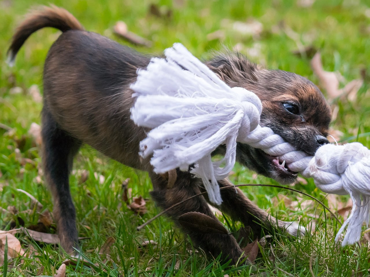 18 Coisas que você (talvez) não saiba sobre cachorros Coisas que você não sabia sobre cachorros