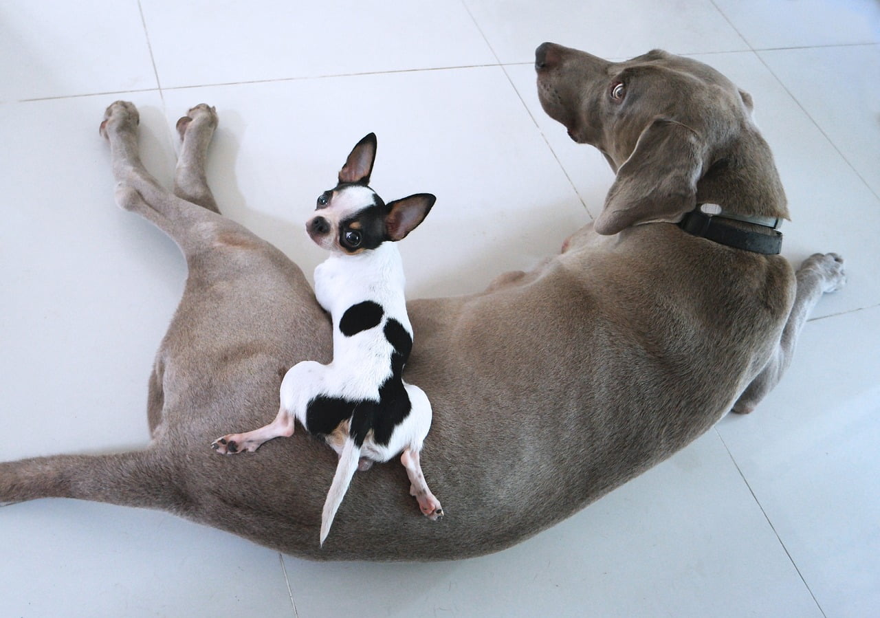 18 Coisas que você (talvez) não saiba sobre cachorros Coisas que você não sabia sobre cachorros