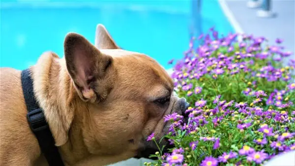 Por que os cachorros cheiram as partes íntimas das pessoas?