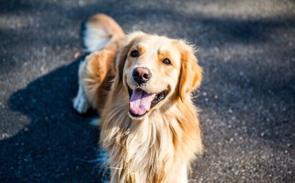 Por que os cachorros de raça adoecem com mais frequência?