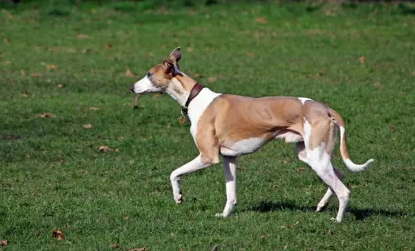 Por que os cachorros de raça adoecem com mais frequência?