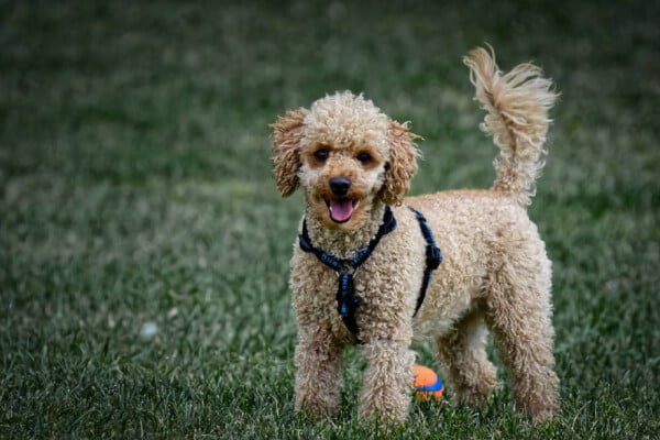 Por que os cachorros de raça adoecem com mais frequência?