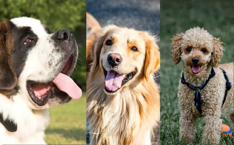 Por que os cachorros de raça adoecem com mais frequência?