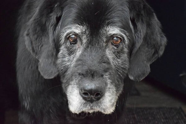 Como tornar melhores os últimos dias do seu cachorro