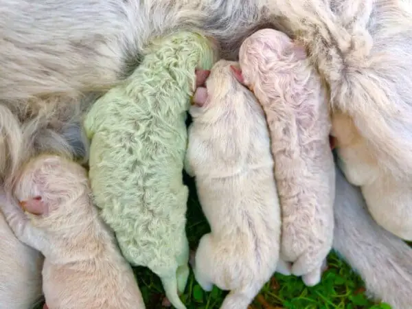Pistachio, o cachorro que nasceu verde Pistachio, o cachorro que nasceu verde