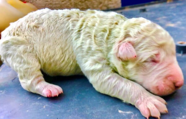 Pistachio, o cachorro que nasceu verde Pistachio, o cachorro que nasceu verde