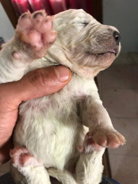 Pistachio, o cachorro que nasceu verde Pistachio, o cachorro que nasceu verde